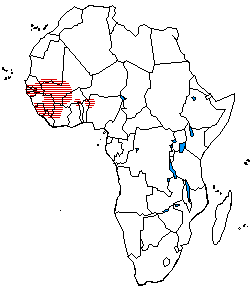 The distribution of Mande languages