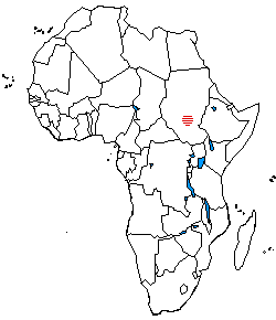 The distribution of Kordofanian languages