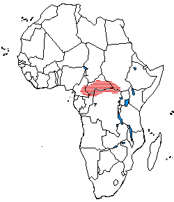 The distribution of Ubangi languages